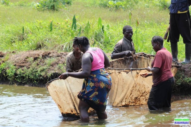 agro fish farm