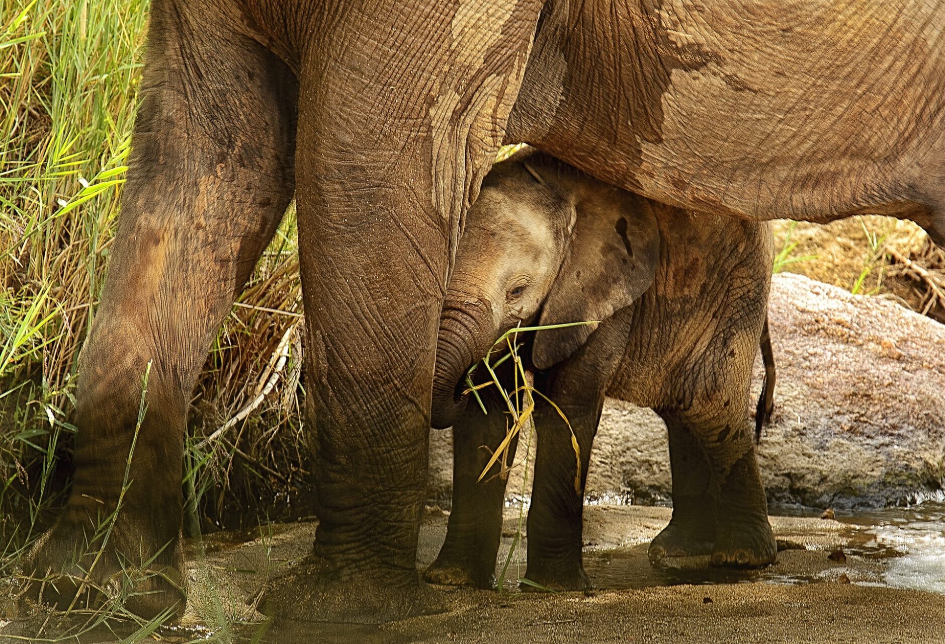 elephant calf 2811487 1920