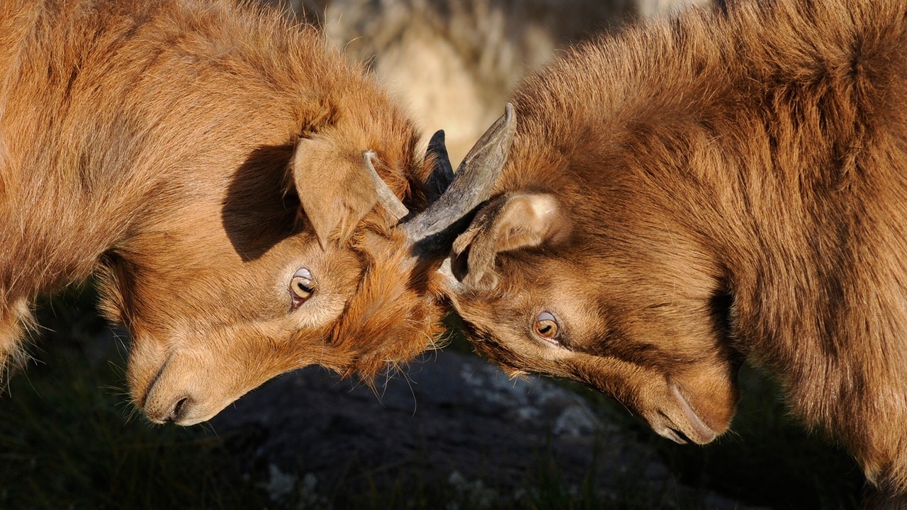 goats fight dispute