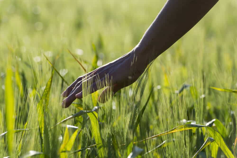 An image of a black hand touching grass